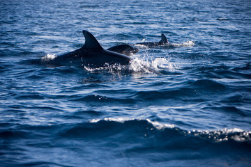 Fototapeta premium dolphins