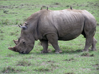Obraz premium Rhino Grazing
