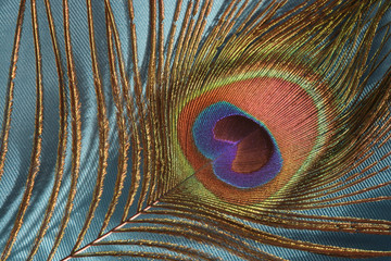 Obraz premium Peacock feather