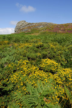 View Of Haytor Rocks Dartmoor Covered In Heather