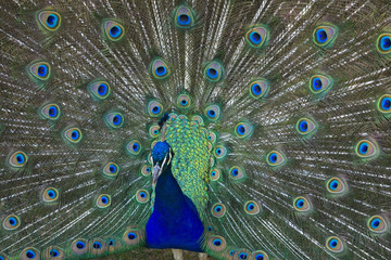 Obraz premium paon qui fait la grande roue