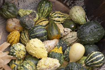 Green and wihite Pumpkin