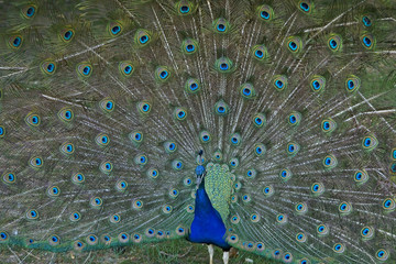 Obraz premium paon qui fait la grande-roue