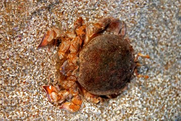 rare crab in the aquariums