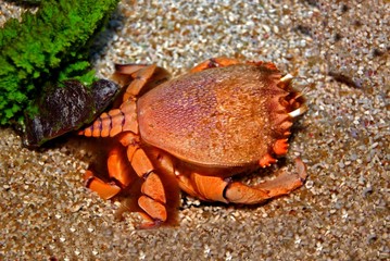 rare crab in the aquariums