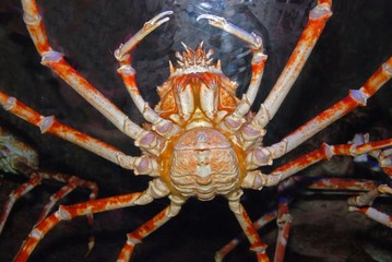 spider crab in the aquariums