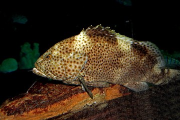 Fototapeta premium colorful fish in the aquariums