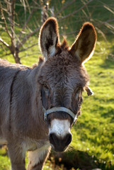 Donkey