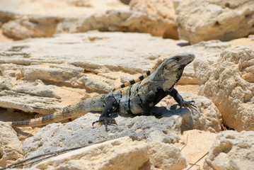 Lizard sunbathing on rock