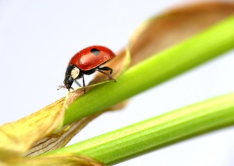 Ladybug on stem 