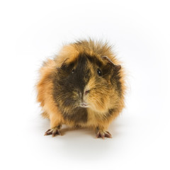 Guinea pig