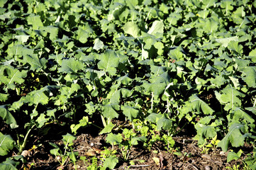 A view of crops in rows in farmland field with green colour.