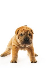Funny sharpei puppy isolated on white background