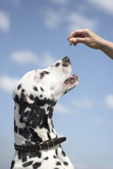 Dalmatian is trying to get a food