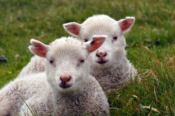 Obraz premium agnellini