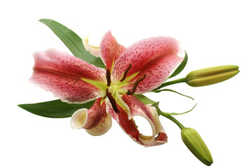 pink lily isolated on white background with Path