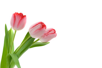 isolated tulips