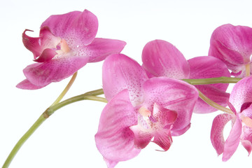 Pink orchid on a white background. Horizontal shot