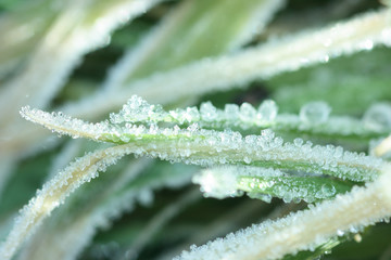 Close up of ice crystals on a leaf of grass early morning