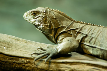 Cuban ground iguana (Cyclura nubila) climbing on a branch