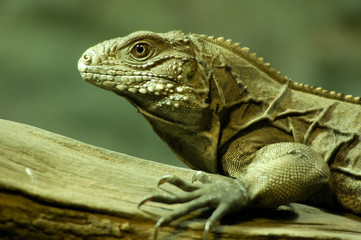 Obraz premium Cuban ground iguana (Cyclura nubila) climbing on a branch