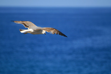 Gabbiano in volo