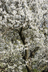 Frühlingsbote