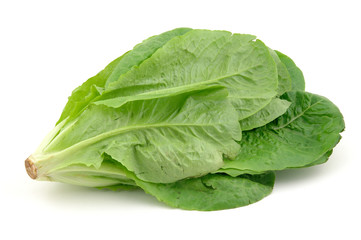 Close up of a romaine lettuce in isolated white background