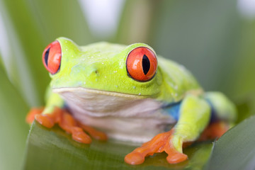 frog macro - a red-eyed tree frog (Agalychnis callidryas)