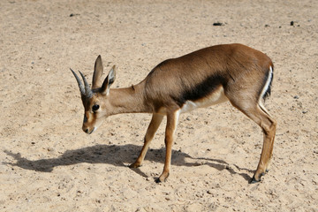 Animale della savana - Gazzella