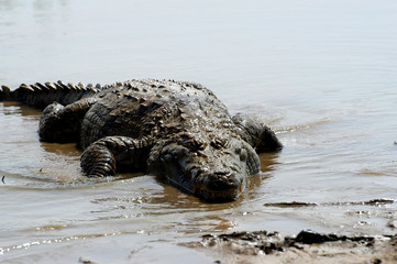 Les crocodiles