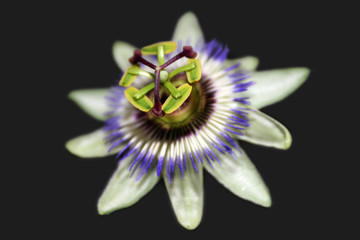 Passiflora