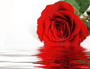 Red rose and reflection in water