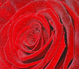 Macro of a red rose sprinkled with water