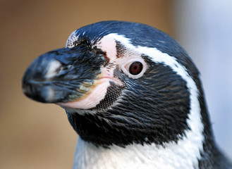 Penguin close-up - obrazy, fototapety, plakaty