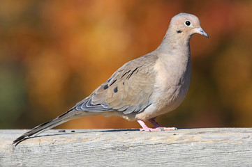 Mourning Dove (Zenaida macroura)