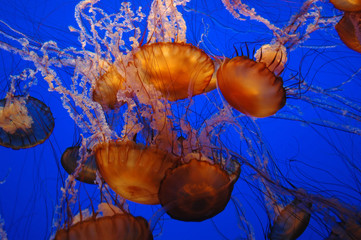 Jellyfish