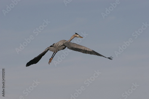 Flying Blue Heron Stock Photo And Royalty Free Images On Fotolia Flying Blue Heron