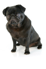 Black Pug Puppy
