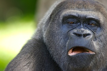Western Lowland Gorillas