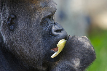 Western Lowland Gorillas