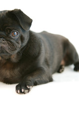 Black Pug Puppy