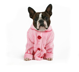 a boston terrier dressed in a pink coat