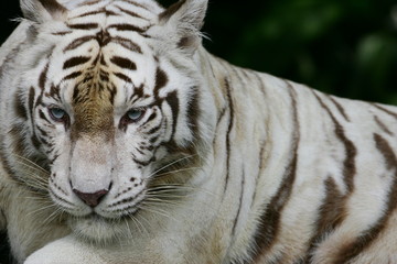 White Tiger