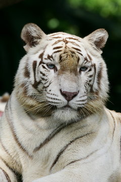 White Tiger