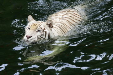White Tiger
