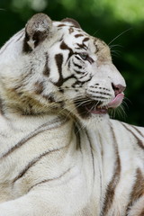 White Tiger