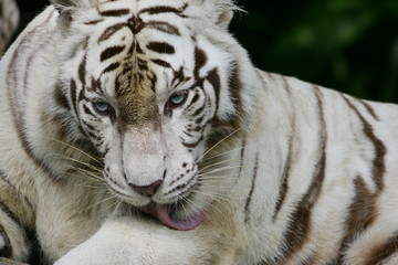 White Tiger