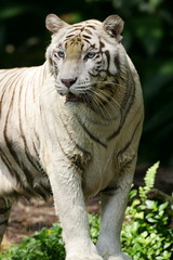 Naklejka premium White Tiger