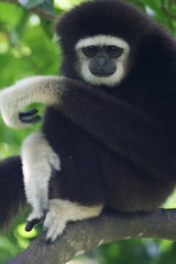 White Handed Gibbon